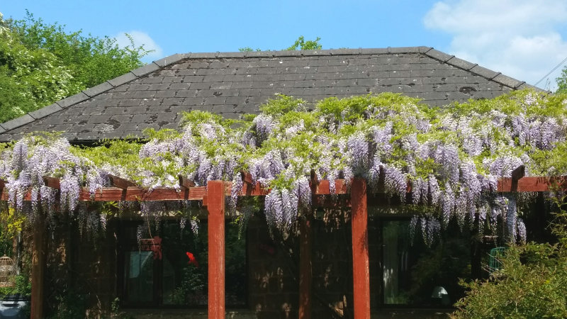 Patio with wisteria